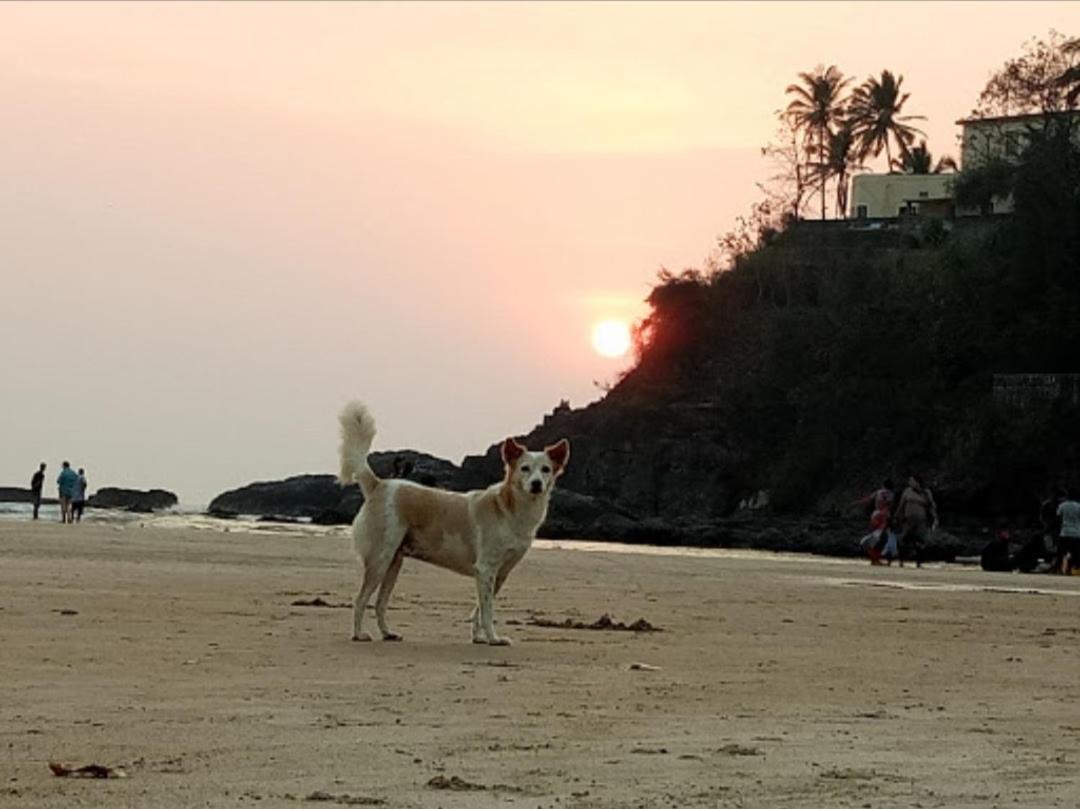 Red Rock Arambol Beach Hotel Exterior photo